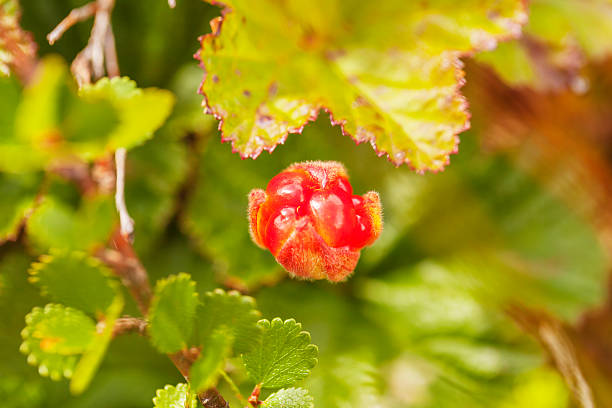 istock Single cloudberry on blurred background in the mountains 580126032