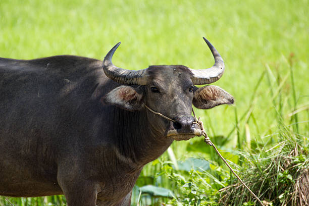 istock Close up Water Buffalo 580126284