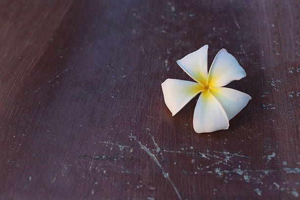 istock White Plumeria flower. 580128370