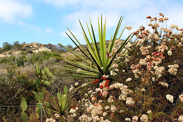 yucca pflanze mit anderen einheimischen pflanzen - torrey pines state reserve stock-fotos und bilder