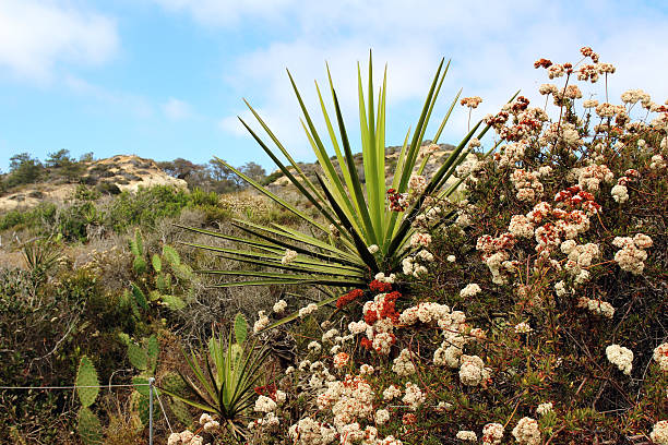 растение yucca с другими местными растениями - torrey pines state reserve стоковые фото и изображения