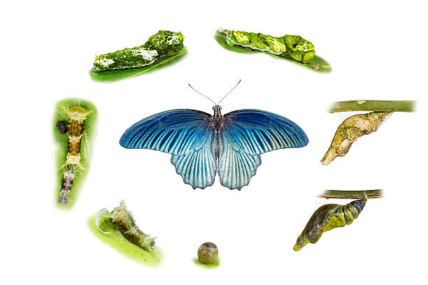 life cycle of male great mormon butterfly - metamorphism imagens e fotografias de stock