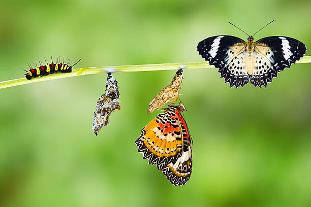 istock Leopard lacewing butterfly life cycle 580128826