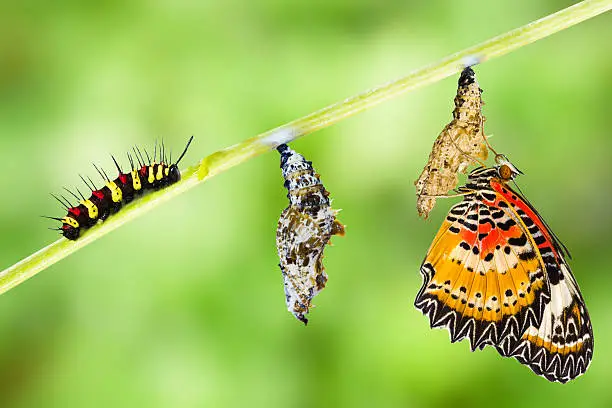 Leopard lacewing (Cethosia cyane euanthes)  butterfly , caterpillar, pupa and emerging