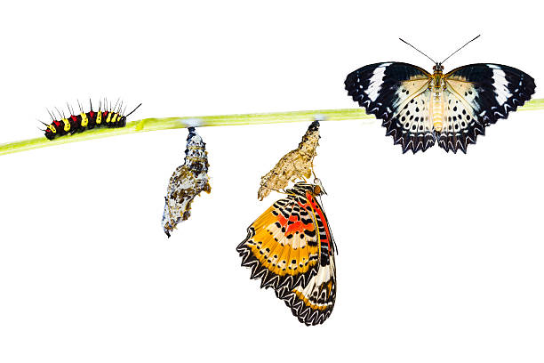 isolated leopard lacewing butterfly life cycle - metamorphism imagens e fotografias de stock