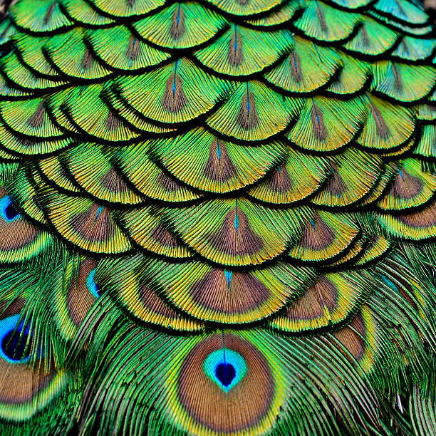 sfondo pallet verde velluto e dorato di indian peacock fea - tail feather foto e immagini stock
