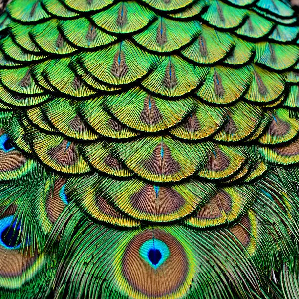 Photo of Velvet green and golden pallets background of Indian Peacock fea