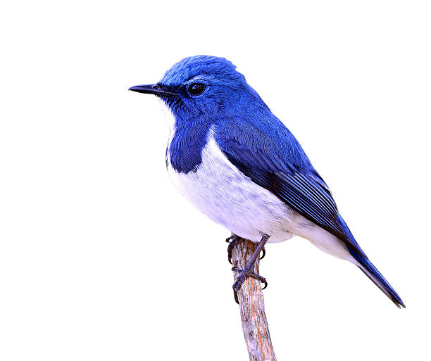 istock Ultramarine flycatcher or white-browed blue flycatcher (Ficedula 580129620