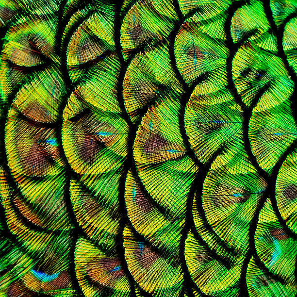 istock Exotic Background Texture of Green Peacock 580129940