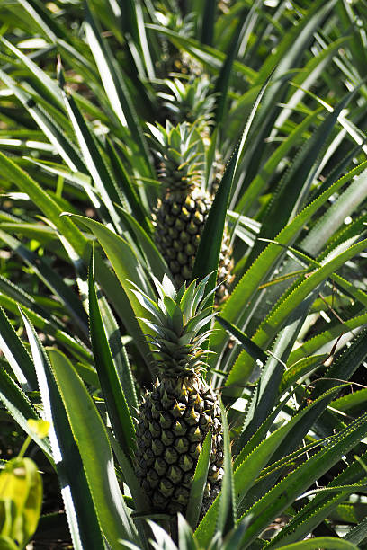 istock fresh pineapple growing up in garden 580131776