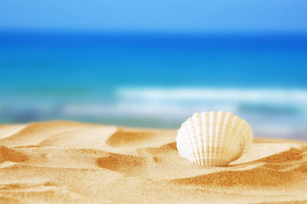 istock Image of tropical sandy beach and seashell 580132278