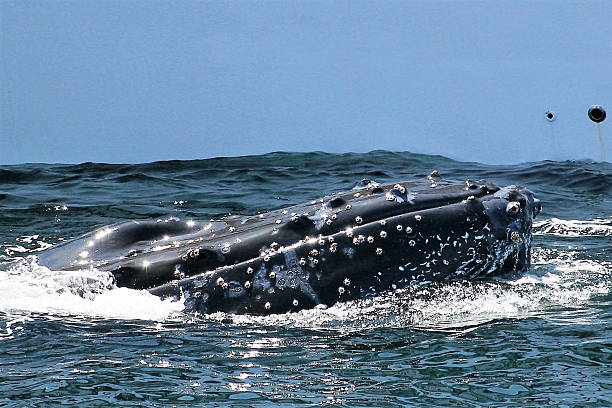 Closeup of a humpback whale Close up head of a humpback whale on a whale watching tour. barnacle stock pictures, royalty-free photos & images