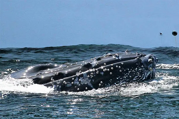 Close up head of a humpback whale on a whale watching tour.