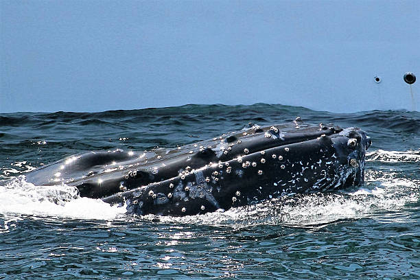 close-up de uma baleia jubarte - barnacle - fotografias e filmes do acervo