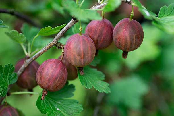 die jungen früchte der stachelbeere auf ast, nahaufnahme - gooseberry fruit growth green stock-fotos und bilder