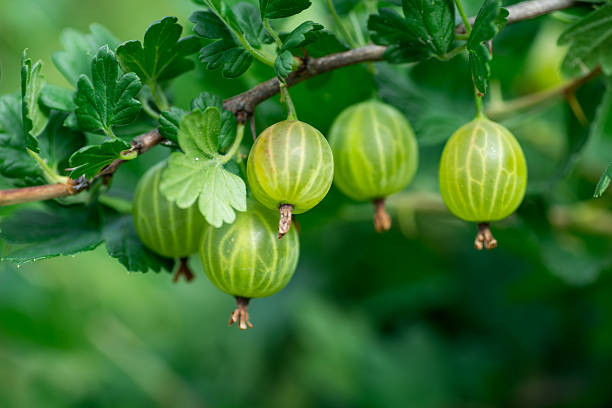 die jungen früchte der stachelbeere auf ast, nahaufnahme - gooseberry fruit growth green stock-fotos und bilder