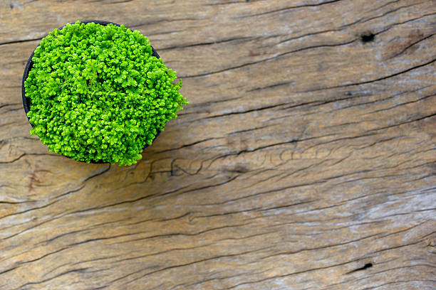 Green plant in pot over rough scratched wood board background.Top view.Green plant in pot over rough scratched wood board background.Top view.
