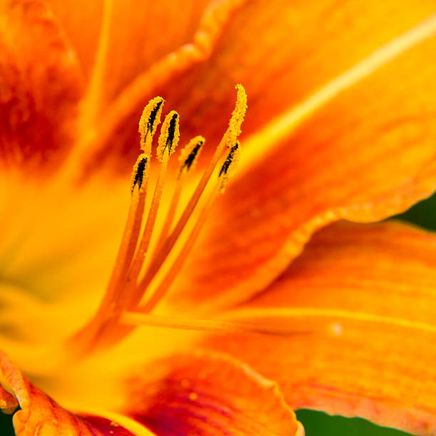 day lily (hermerocallis) orange day lily (hermerocallis) macro, shallow DOF, focus on the anthers (18) hemerocallidoideae stock pictures, royalty-free photos & images