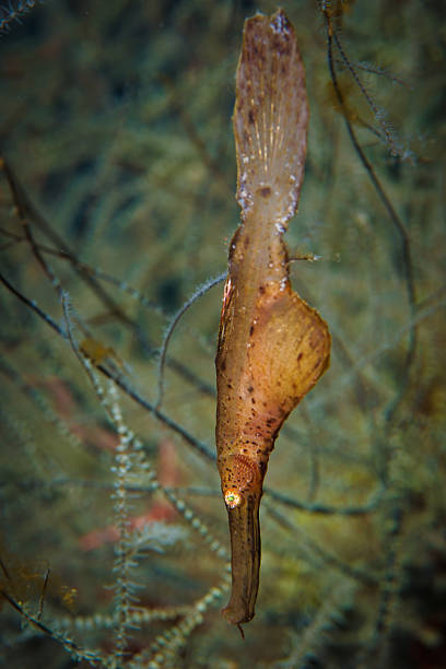 robust ghost pipefish (solenostomus cyanopterus), looking like a dead leaf - profile photo flash imagens e fotografias de stock