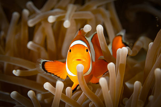 istock Clown anemonefish (Amphiprion ocellaris), front view, on brown anemone 580135042