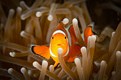 Clown anemonefish (Amphiprion ocellaris), front view, on brown anemone