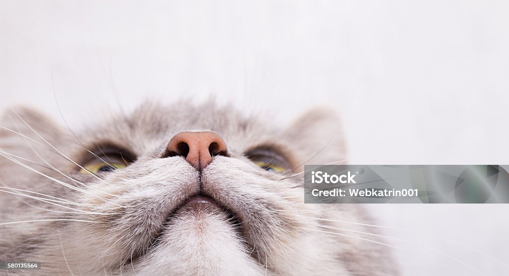 Muzzle of a gray cat, bottom view Muzzle of a gray cat, bottom view. Light background, close up, small depth of sharpness, free space above and on the right Domestic Cat Stock Photo