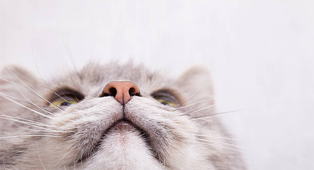 Muzzle of a gray cat, bottom view Muzzle of a gray cat, bottom view. Light background, close up, small depth of sharpness, free space above and on the right animal nose stock pictures, royalty-free photos & images