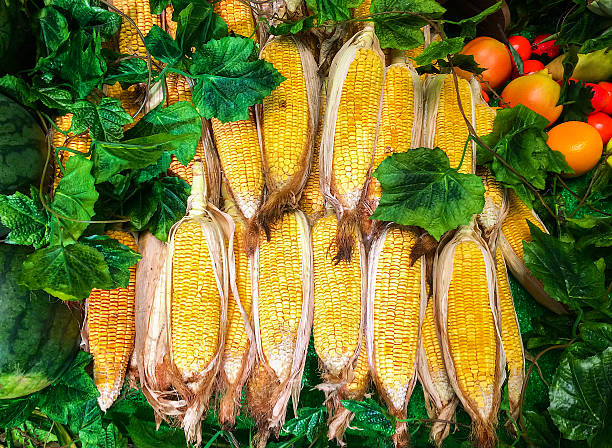 Group of Fresh Sweet Corn on Cobs in The Farm