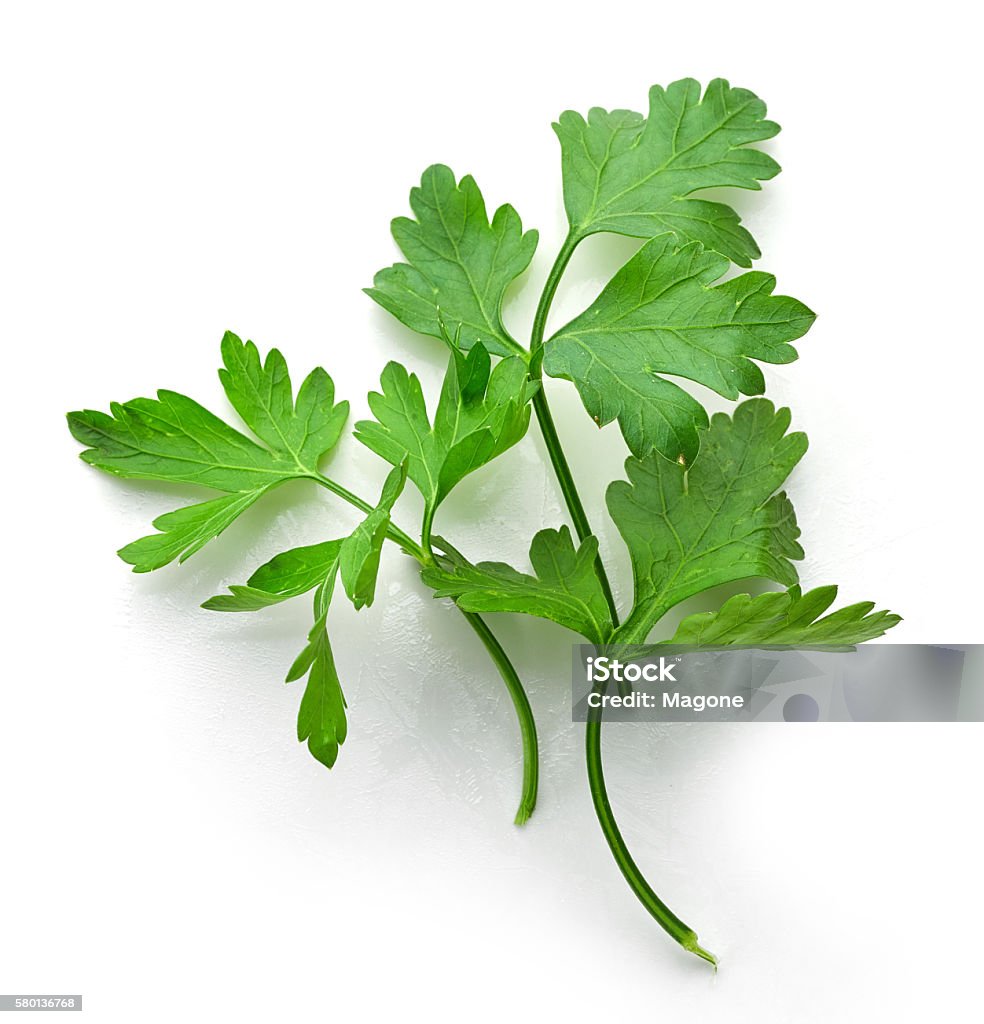 fresh green parsley leaves fresh green parsley leaves isolated on white background, top view Parsley Stock Photo