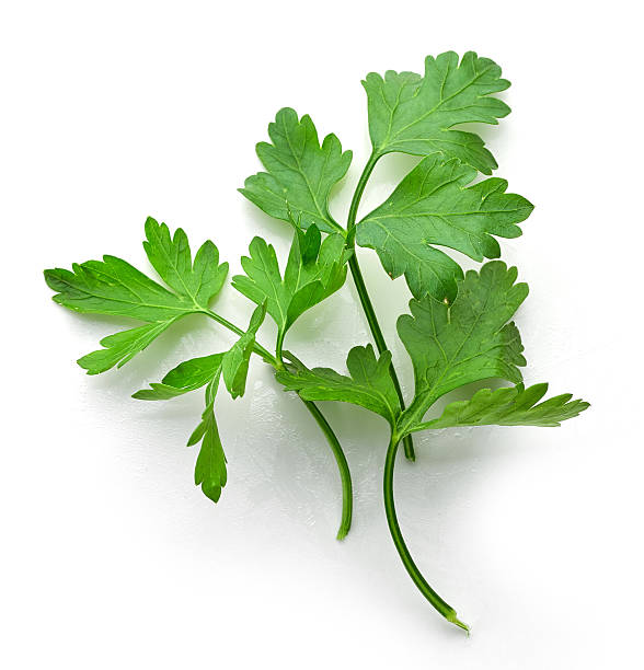 fresh green parsley leaves fresh green parsley leaves isolated on white background, top view parsley stock pictures, royalty-free photos & images