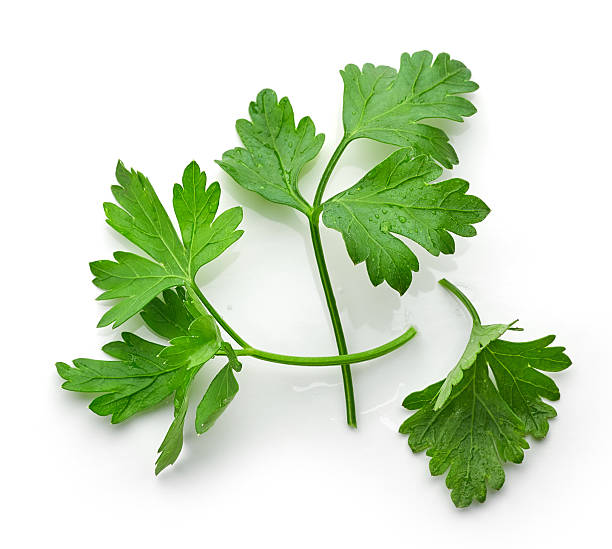 istock fresh green parsley leaves 580136800