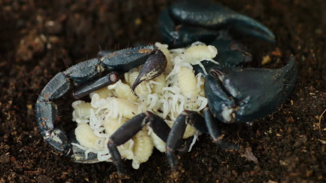 Scorpion carrying it's baby on the backs.