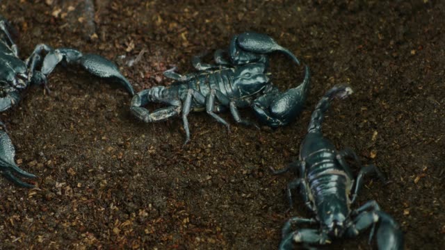 Scorpion walks on ground.