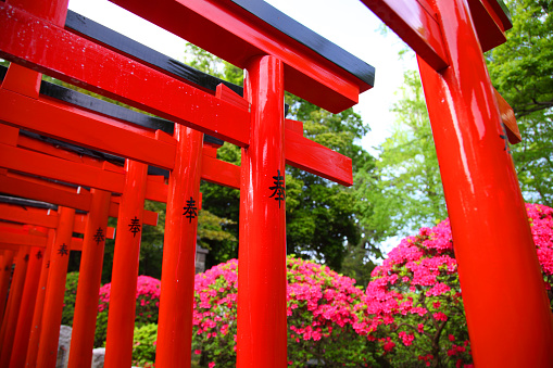 Tokyo, Japan - Apr 24, 2016: Red Gateways are standing in a row at the entrance of the Nedu Shrine, Bunkyo-ku district in Tokyo. Japanese Kanji Letters mean dedication.