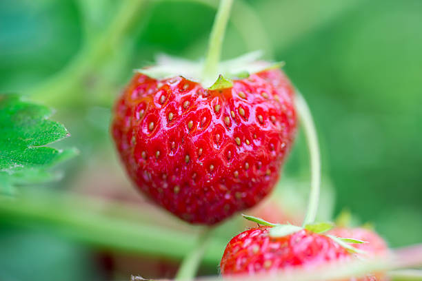 istock Branch of raspberries in a garden 582257528