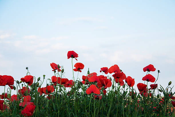 istock meadow with beautiful  red poppy flowers 582257594
