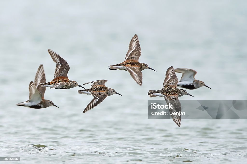 Dunlin (Calidris alpina) Dunlins in flight with water in the background Flying Stock Photo