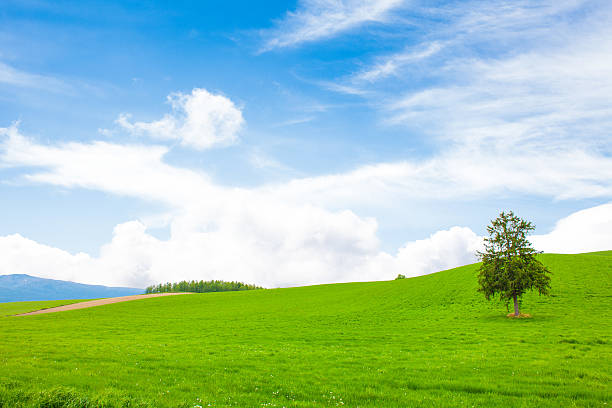 Prairie 
grassland furano basin stock pictures, royalty-free photos & images