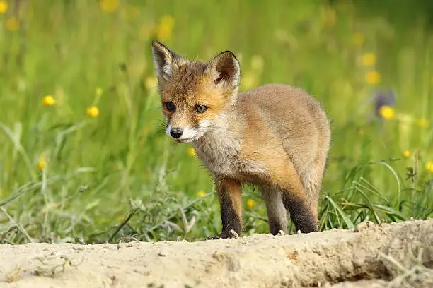 cute little fox cub near the burrow ( Vulpes vulpes )