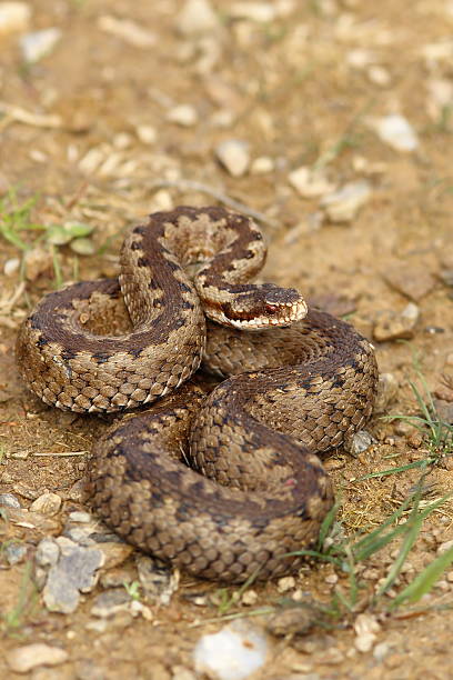 istock european crossed adder on the ground 582260514