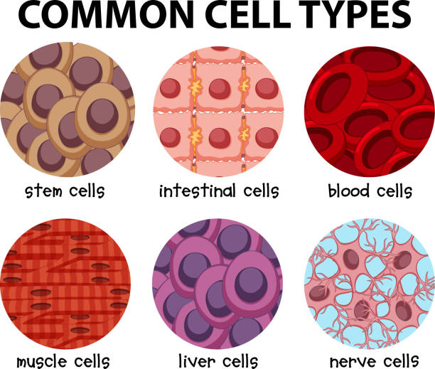 Diagram of common cell types Diagram of common cell types illustration stem cell illustrations stock illustrations