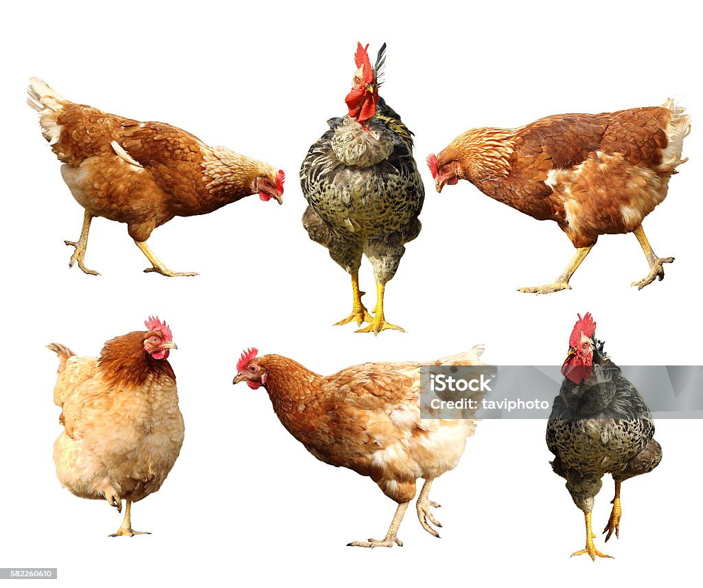 farm birds on white farm birds on white background, rooster and hen isolated White Background Stock Photo