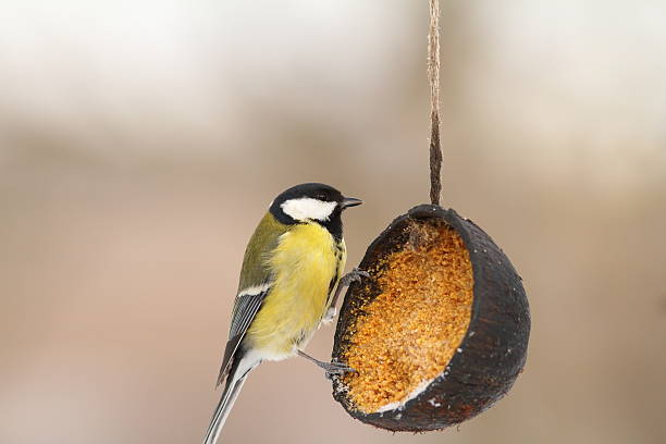 istock great tit on lard feeder in the garden 582260788
