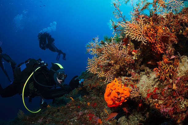 istock Underwater  Scuba divers photographing  Explore coral reef   Sea life 582261492