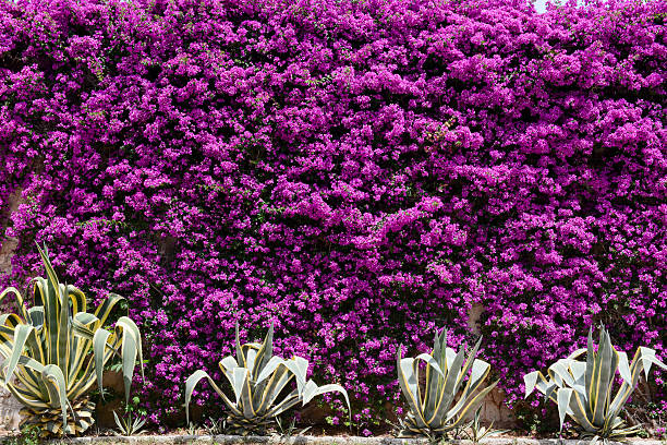 istock Wall of flowers 582262180