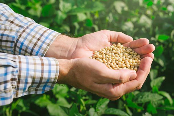 istock Farmer with handful od soybean in cultivated field 582262384