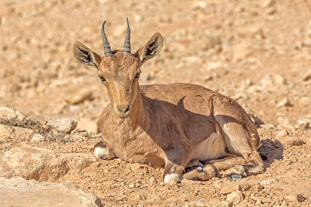 istock Roe deer in the arid desert. 582262534