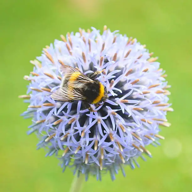 Bumblebee pollinating Echinops bannaticus commonly  known as blue globe-thistle