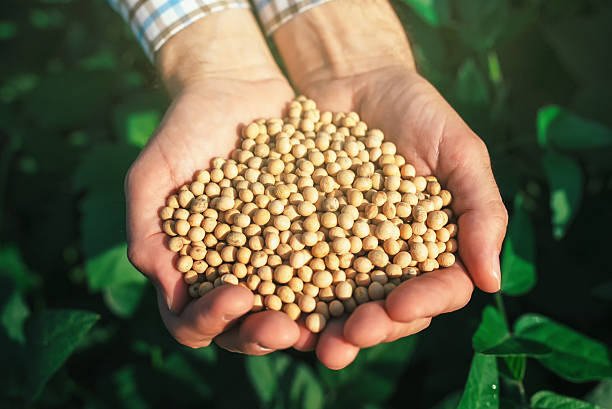 istock Farmer with handful od soybean in cultivated field 582262640