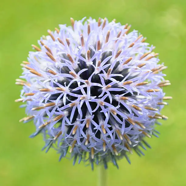 Echinops bannaticus commonly  known as blue globe-thistle